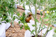 IMG_9982_resize
