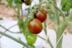 IMG_9984_resize